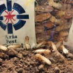 آیا سمپاشی خانگی راه درستی برای مبارزه با حشرات خانه است؟